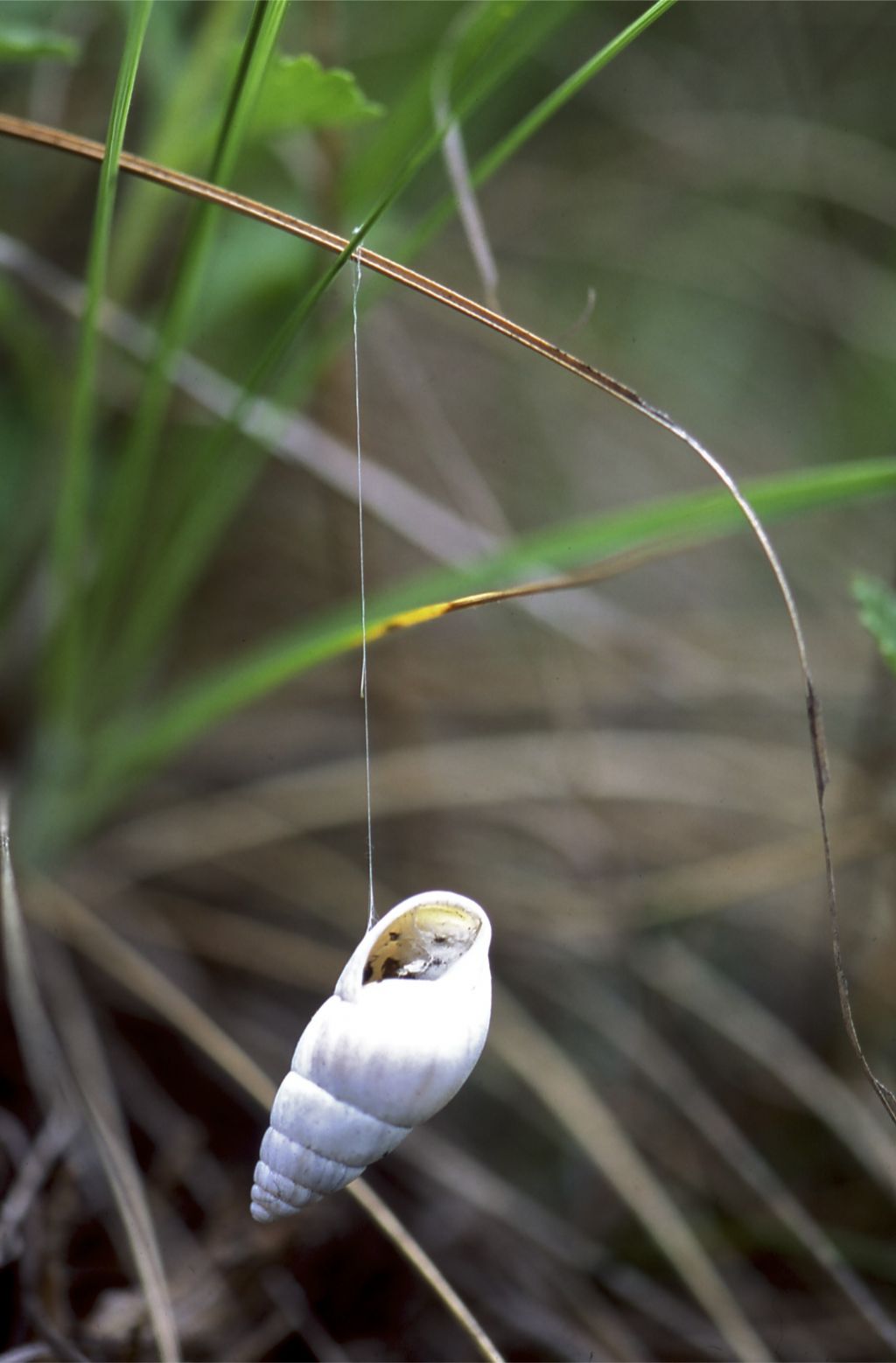 Pellenes cf. nigrociliatus (gusci appesi)  - Vezzano TN